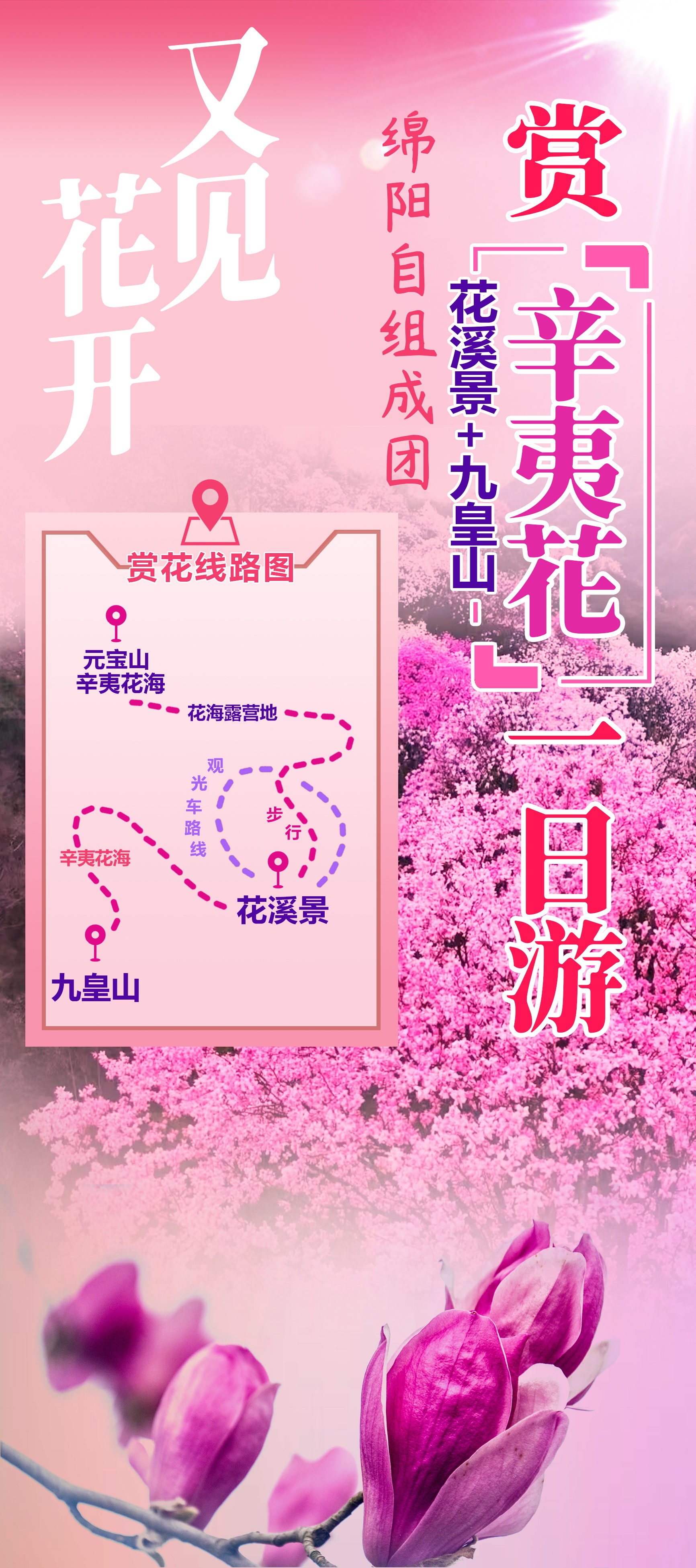 九皇山辛夷花_看图王