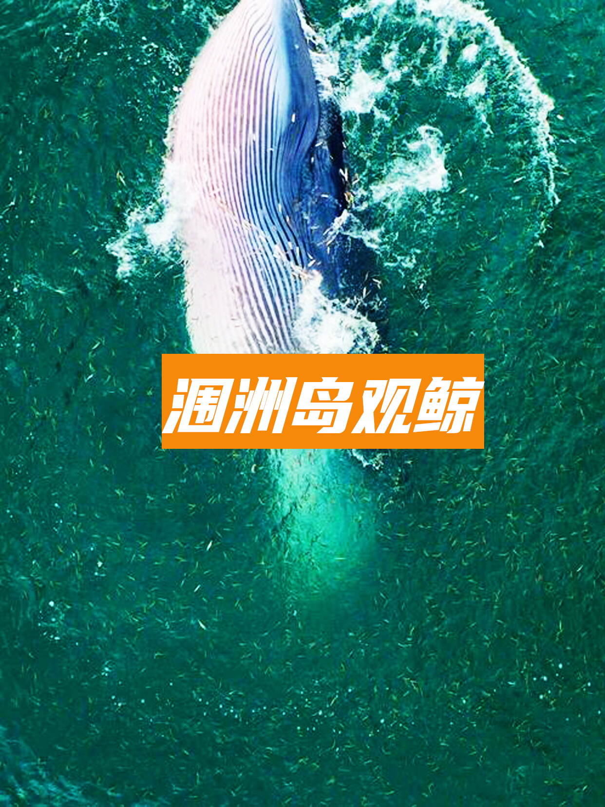涠洲观鲸1_看图王 涠洲观鲸1_看图王